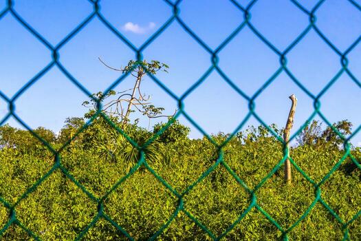 tropical selva bosque naturaleza adjunto cercado detrás barras en México. foto