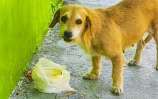 Hungry stray dog eats food scraps from the street Mexico. photo