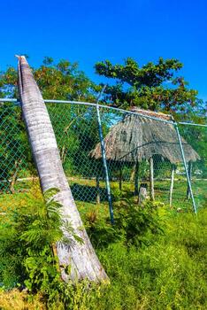 tropical selva bosque naturaleza adjunto cercado detrás barras en México. foto