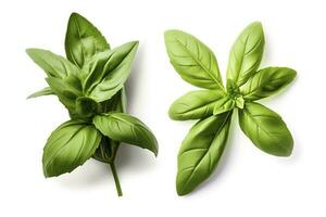 Fresh green organic basil and rosemary leaves isolated on white background, generate ai photo