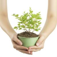 Environment Earth Day In the Tree plant in woman hand isolated on white background. Forest conservation concept, concept eco earth day. Saving the environment, ecology concept, generate ai photo