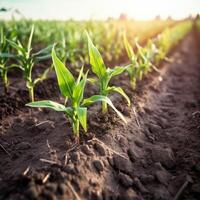 Field with green sprouts of young corn plants photo