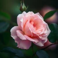 Pink tender rose flower photo