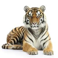 Tiger isolated on white background, generate ai photo