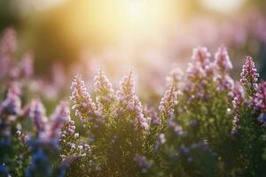 Erica Flower Field, Summer Season, Bokeh Effect , generate ai photo