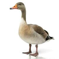 Goose isolated on white background, generate ai photo