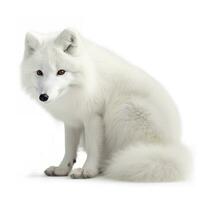 Arctic fox isolated on white background, generate ai photo