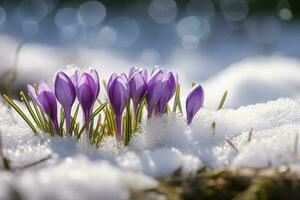 Crocuses - blooming purple flowers making their way from under the snow in early spring, closeup with space for text , generate ai photo