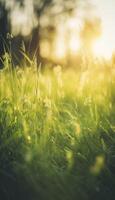 a close up of grass with dew drops on it and a blurry background of the grass and the sun shining through the drops of the grass on the grass is a sunny day light. photo