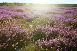 Erica Flower Field, Summer Season , generate ai photo