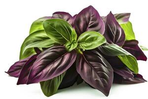 Green basil leaves with Clipping paths, full depth of field. Fresh red basil herb leaves isolated on white background. Purple Dark Opal Basil. Focus stacking, generate ai photo