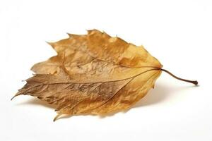 grande seco otoño marrón hoja en un blanco antecedentes , generar ai foto