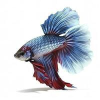 Betta pescado aislado en blanco fondo, generar ai foto