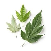 Collection of fresh herb leaves. arugula Spices, herbs on isolated on white background, generate ai photo