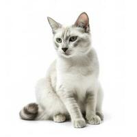 Cat isolated on white background, generate ai photo