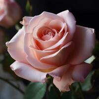 Pink tender rose flower photo