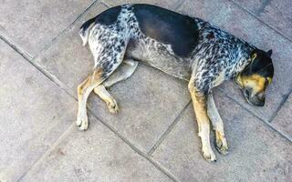 Stray dog sleeps and relaxes on the street in Mexico. photo