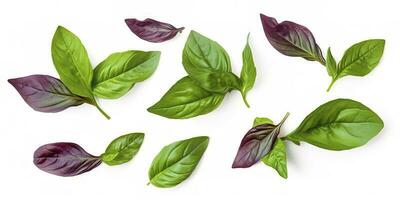 Green basil leaves with Clipping paths, full depth of field. Fresh red basil herb leaves isolated on white background. Purple Dark Opal Basil. Focus stacking, generate ai photo