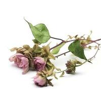 Green vine plant with dried pink flowers isolated on white background, generate ai photo