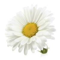 Daisy flower isolated on white background as package design element, generate ai photo