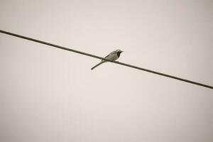 pequeño pájaro con largo cola sentado en un negro cable yendo en diagonal en un sepia noche ligero en ligero cielo antecedentes foto