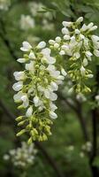The green Sophora japonica trees are full of white Sophora japonica flowers, generate ai photo