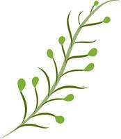 Shiny green fir leaf on white background. vector