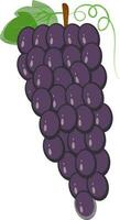 Flat illustration of grapes bunch. vector