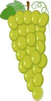 Bunch of green grapes. vector