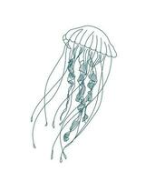 Illustration, contour jellyfish on a white background. Print, sketch, vector