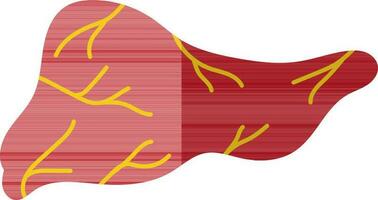 Isolated liver in red and yellow color. vector