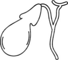 Gallbladder in black line art. vector