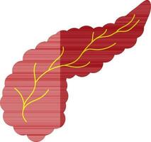 Pancreas in red and yellow color. vector