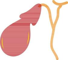 Gallbladder in red and orange color. vector