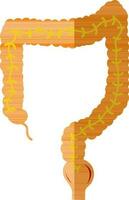 Orange large intestine. vector