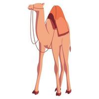 Illustration of Camel Standing on White Background. vector