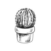 Hand drawn vector sketch of a cactus  in a pot. Isolated element for design. Vintage illustration. Element for the design of labels, packaging and postcards. Monochrome drawing.