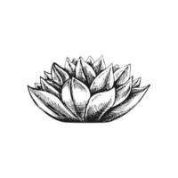 Hand drawn vector sketch of a succulent. Isolated element for design. Vintage illustration. Element for the design of labels, packaging and postcards. Monochrome drawing.