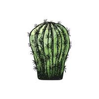 Hand drawn colored vector sketch of a cactus. Isolated element for design. Vintage illustration. Element for the design of labels, packaging and postcards. Monochrome drawing.
