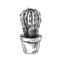 Hand drawn vector sketch of a cactus  in a pot. Isolated element for design. Vintage illustration. Element for the design of labels, packaging and postcards. Monochrome drawing.