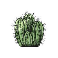 Hand drawn colored vector sketch of a cactus. Isolated element for design. Vintage illustration. Element for the design of labels, packaging and postcards. Monochrome drawing.