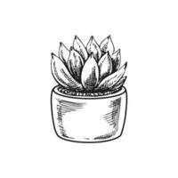 Hand drawn vector sketch of a succulent  in a pot. Isolated element for design. Vintage illustration. Element for the design of labels, packaging and postcards. Monochrome drawing.