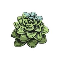 Hand drawn colored vector sketch of a succulent. White element isolated on chalkboard background. Vintage illustration. Element for the design of labels, packaging and postcards.