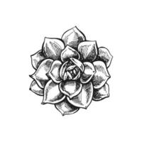 Hand drawn vector sketch of a succulent. Isolated element for design. Vintage illustration. Element for the design of labels, packaging and postcards. Monochrome drawing.