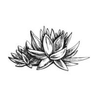 Hand drawn vector sketch of a succulent. Isolated element for design. Vintage illustration. Element for the design of labels, packaging and postcards. Monochrome drawing.