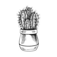 Hand drawn vector sketch of a cactus  in a pot. Isolated element for design. Vintage illustration. Element for the design of labels, packaging and postcards. Monochrome drawing.