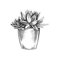 Hand drawn vector sketch of a succulent  in a pot. Isolated element for design. Vintage illustration. Element for the design of labels, packaging and postcards. Monochrome drawing.