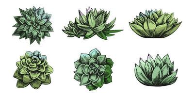 Vector set of hand drawn sketch of green  succulent plants. Isolated elements for design. Vintage illustration.  Elements for the design of labels, packaging and postcards.