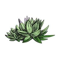 Hand drawn colored vector sketch of a succulent. White element isolated on chalkboard background. Vintage illustration. Element for the design of labels, packaging and postcards.