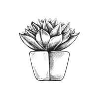 Hand drawn vector sketch of a succulent  in a pot. Isolated element for design. Vintage illustration. Element for the design of labels, packaging and postcards. Monochrome drawing.